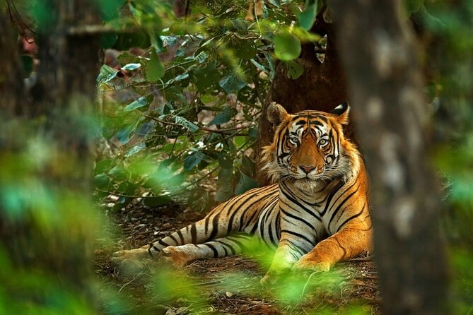 03 Days Private Wildlife Ranthambore Tiger Tour from Jaipur - Day 1 in Ranthambore: check in, breathe, and be ready