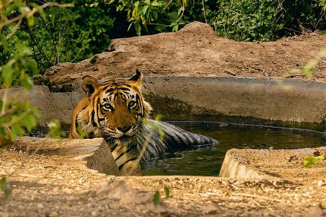 03 Days Private Wildlife Ranthambore Tiger Tour from Jaipur - Price and value: what $446 covers (and what it doesn’t)