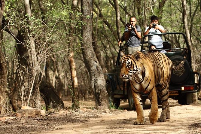 03 Days Private Wildlife Ranthambore Tiger Tour from Jaipur - Morning safari by open canter: where tiger odds meet early light