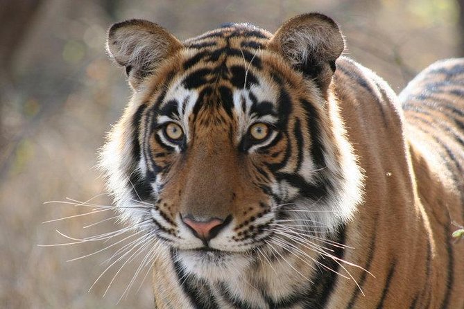 2-Day Private Tour to Ranthambhore Tiger Safari Tour from Jaipur - Key things to know before you go