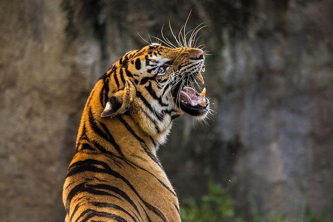 2-Day Private Tour to Ranthambhore Tiger Safari Tour from Jaipur - The Jaipur to Ranthambhore drive: why the early start is worth it