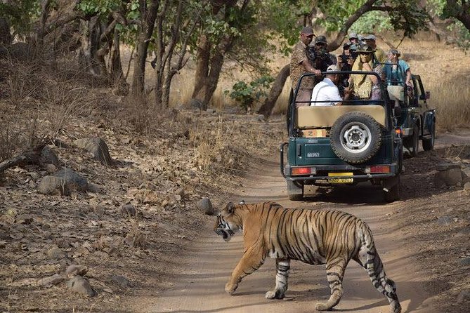 2-Day Private Tour to Ranthambhore Tiger Safari Tour from Jaipur - Day 2: morning safari, lunch, then back to Jaipur