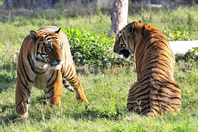 2-Day Private Tour to Ranthambhore Tiger Safari Tour from Jaipur - Ranthambore National Park safaris: what two drives buy you