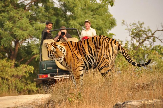 2-Day Ranthambore National Park Tour From Jaipur - Key Highlights You’ll Actually Care About