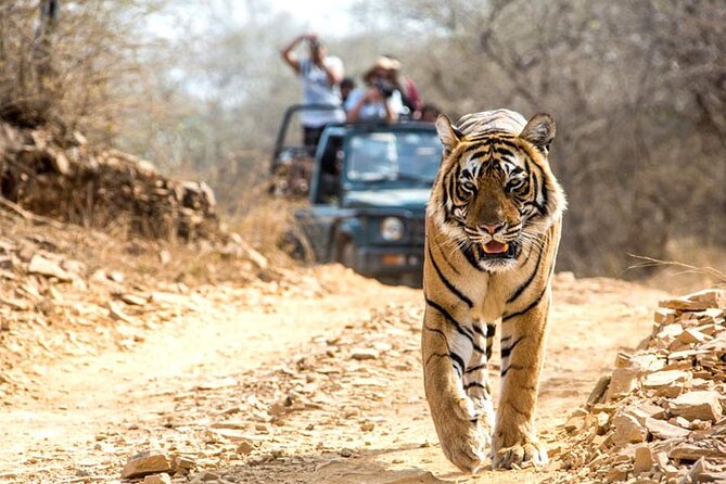2-Days Private Ranthambhore Tiger Tour from Jaipur - Jaipur to Ranthambhore: the Morning Drive That Actually Sets You Up