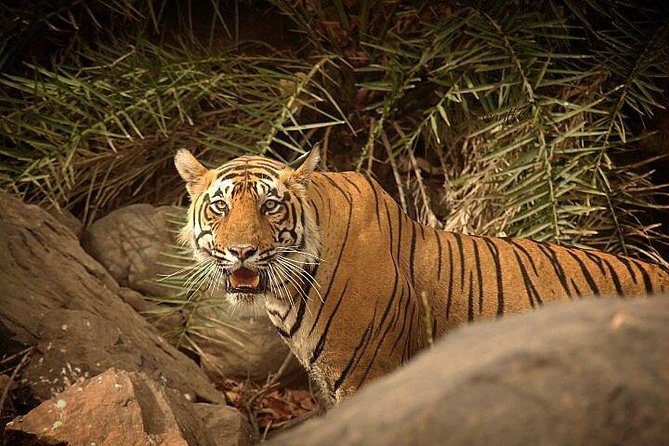 2-Days Private Ranthambhore Tiger Tour from Jaipur - A Four-Star Jungle Resort Stay (and Meals That Save Your Energy)