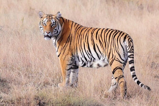 4 Nights 5 Days Jaipur-Ranthambore Tour - Private Jaipur to Ranthambore: Fewer Transfers, More Time Looking Up