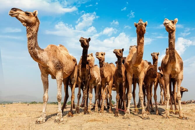 4 Nights 5 Days Jaipur-Ranthambore Tour - Hotel and Safari Ticket Upgrades: What Changes in Real Life