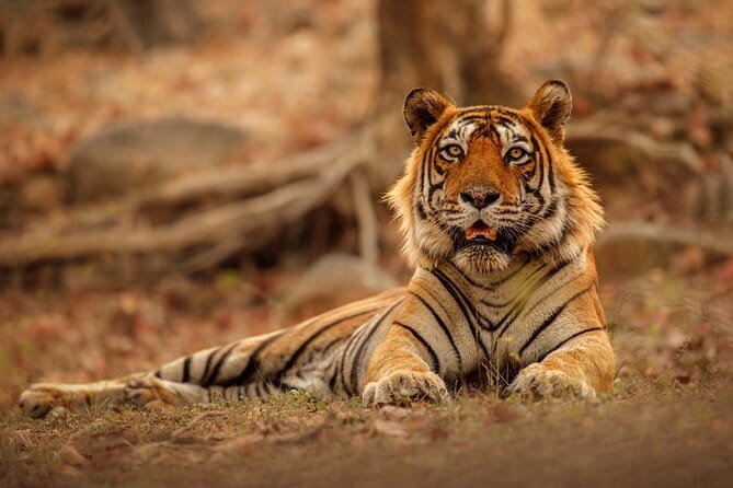 Day Trip from Jaipur to Ranthambore Safari - Quick hits before you go