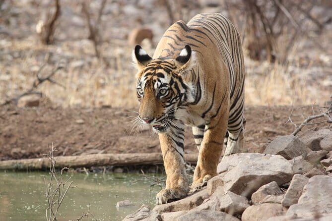 Day Trip from Jaipur to Ranthambore Safari - Wildlife reality check: what this trip gets right (and what it can’t)
