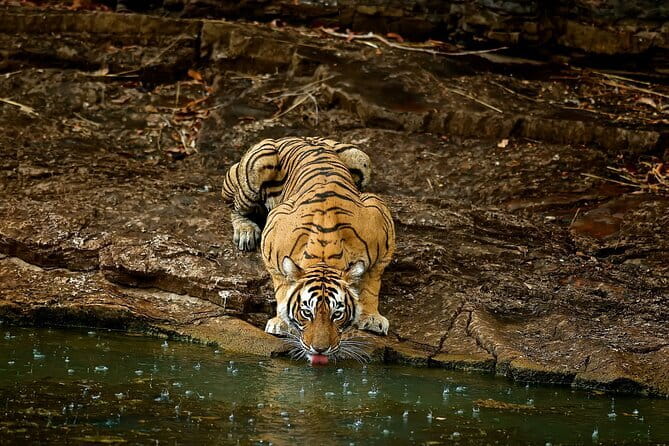 Day Trip from Jaipur to Ranthambore Safari - Arriving at Ranthambore: stepping into tiger country