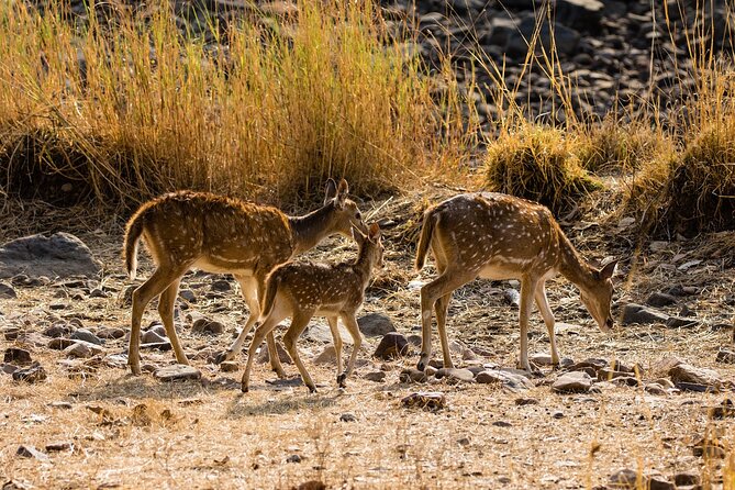 Day Trip to Ranthambore Tiger Reserve from Jaipur - Jaipur to Ranthambore: a 170 km day that stays comfortable