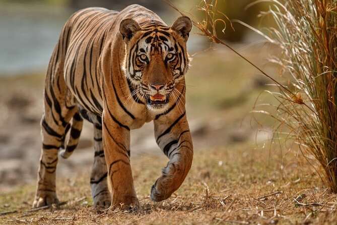 Day Trip to Ranthambore Tiger Reserve from Jaipur - What you’re actually looking for inside Ranthambore