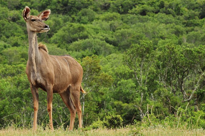 Day Trip to Ranthambore Tiger Reserve from Jaipur - Ranthambore Fort: a UNESCO stop that breaks up the wildlife focus
