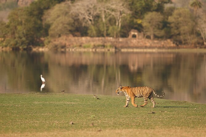 Day Trip to Ranthambore Tiger Reserve from Jaipur - Timing and the tiger odds reality check