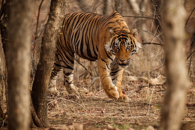 Day Trip to Ranthambore Tiger Reserve from Jaipur - Who should book this day trip from Jaipur