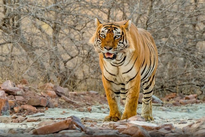 Day Trip to Ranthambore Tiger Safari from Jaipur - Key highlights worth knowing
