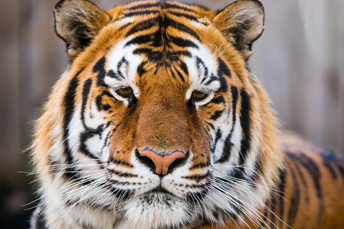 Day Trip to Ranthambore Tiger Safari from Jaipur - Afternoon safari in Ranthambore: 3 hours of real wildlife time