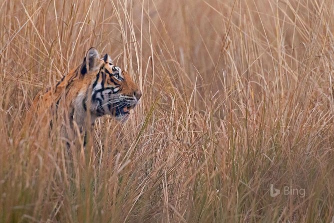 Day Trip to Ranthambore Tiger Safari from Jaipur - Should you book this Ranthambore day trip from Jaipur?