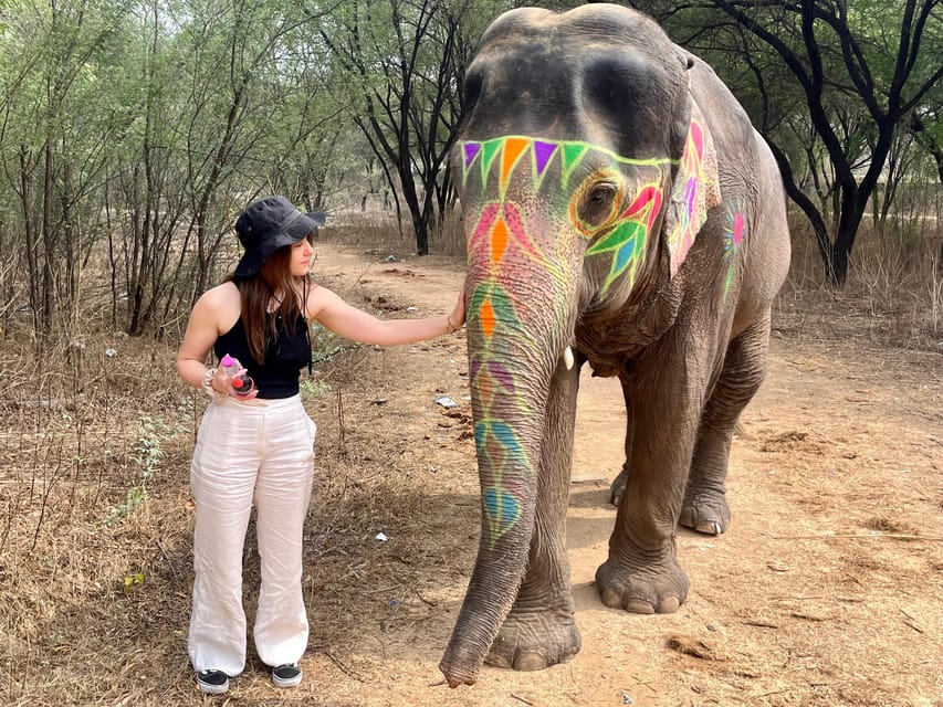 Elefun Best Elephant Sanctuary in Jaipur - Key Takeaways Before You Go
