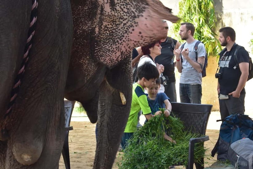 Elefun Best Elephant Sanctuary in Jaipur - Elefun’s Big Difference: Ethical Elephant Sanctuary, Not a Ride Stop