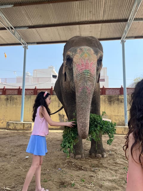 Elefun Best Elephant Sanctuary in Jaipur - The First Minutes: Building Trust by Letting Them Approach