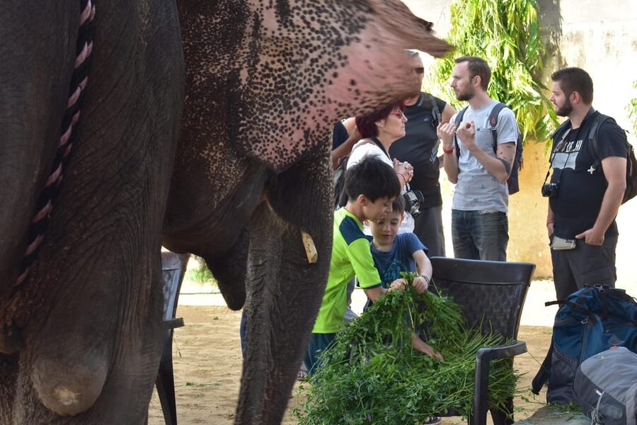 Elefun Best Elephant Sanctuary in Jaipur - Walking Beside (No Rides): What Ethical Engagement Feels Like
