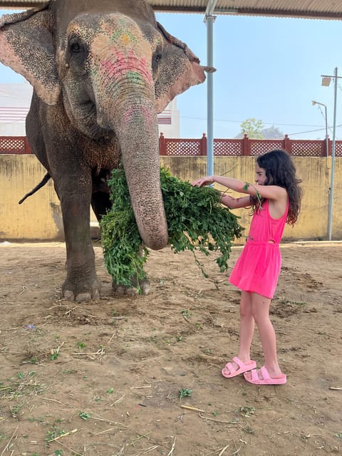 Elefun Best Elephant Sanctuary in Jaipur - Elephant Washing and Shower: The Seasonal Reality (October to March)