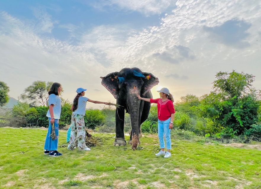 Elephant Sanctuary for Best elephant experience in Jaipur - Hotel pickup and air-conditioned comfort (the part that saves your day)