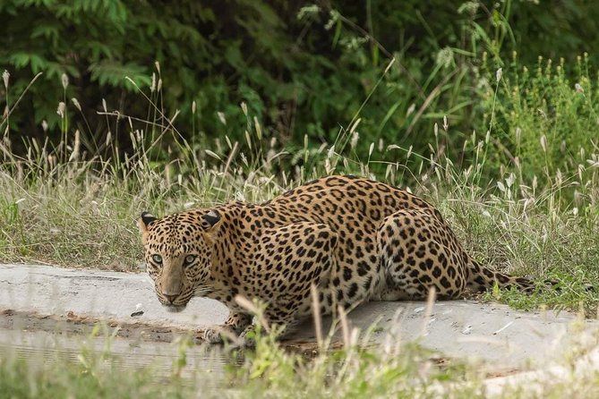 Exclusive Safari at Jhalana Leopard Park Including Transfers - From Jaipur to Jhalana: the half-day schedule that really works