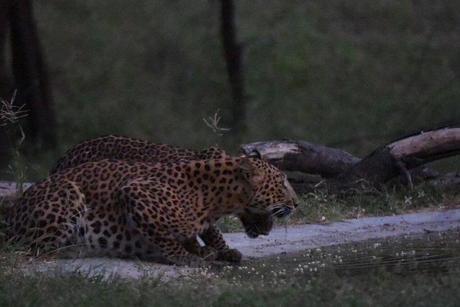 Exclusive Safari at Jhalana Leopard Park Including Transfers - Jeep-style off-roading and the hunt for leopard sightings