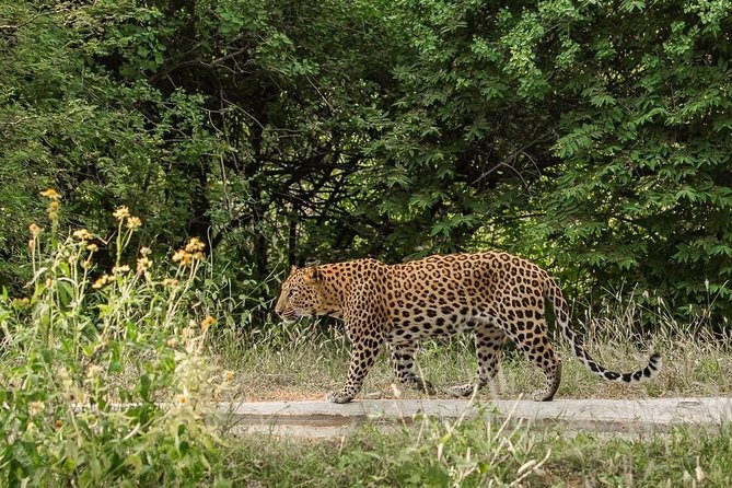 Exclusive Safari at Jhalana Leopard Park Including Transfers - Price and value: what $162 gets you (and what doesn’t)