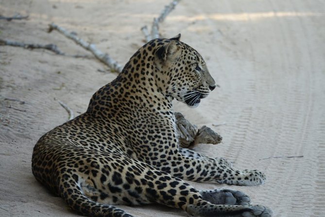 Exclusive Safari at Jhalana Leopard Park Including Transfers - Private vs shared options: how it affects the vibe