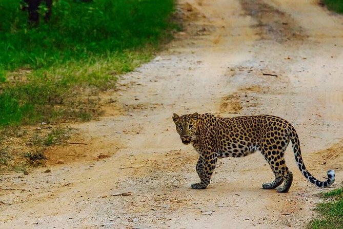 Exclusive Safari at Jhalana Leopard Park Including Transfers - Two park zones, one Jeep: how the safari is paced