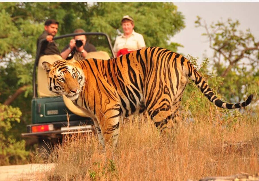 From Delhi: 6-Day Golden Triangle Tour with Ranthambore - The Golden Triangle plus Ranthambore: why this combo works
