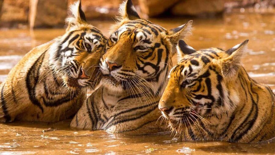 From Delhi: 6-Day Golden Triangle Tour with Ranthambore - The drive to Ranthambore: shifting from monuments to wildlife timing