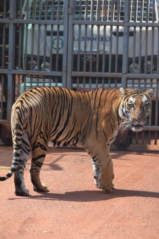 From Jaipur : 2 Days Ranthambore Tiger Safari Tour By Car - Key points before you go