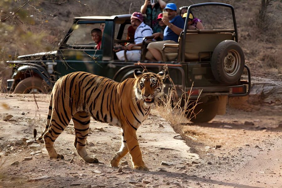 From Jaipur : 2 Days Ranthambore Tiger Safari Tour By Car - Practical tips that make this tour smoother