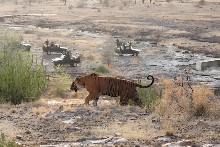 From Jaipur : 2 Days Ranthambore Tiger Safari Tour By Car - From Jaipur to Ranthambore: how the two-day plan really works