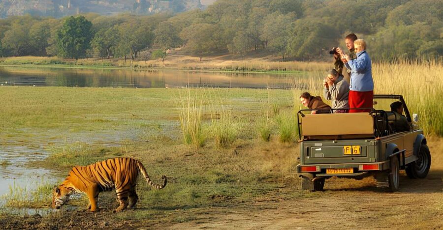 From Jaipur : 2 Days Ranthambore Tiger Safari Tour By Car - The safari vehicle: canter included, gypsy as an add-on