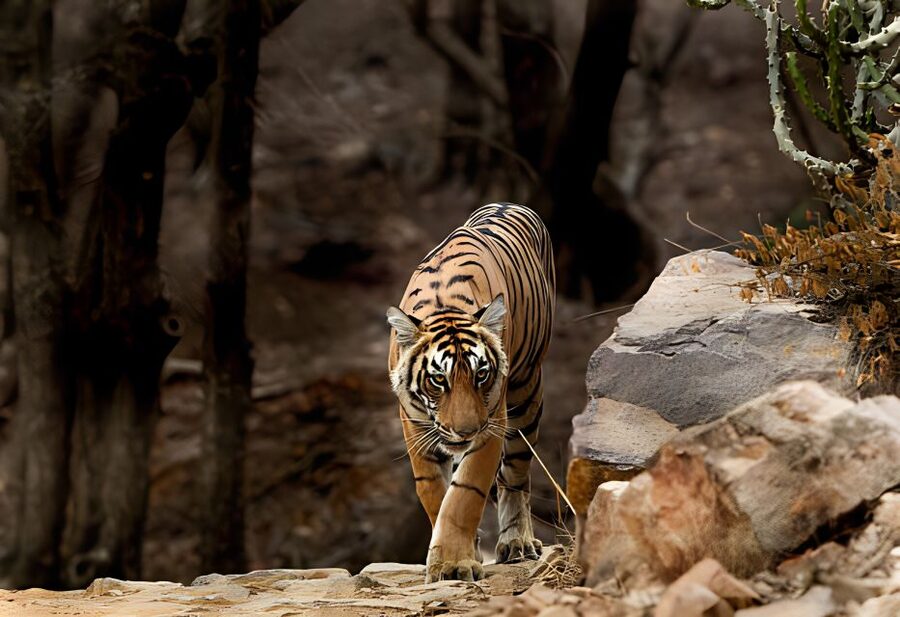 From Jaipur : 2 Days Ranthambore Tiger Safari Tour By Car - Day 2: dawn safari, lunch reset, then Ranthambore Fort