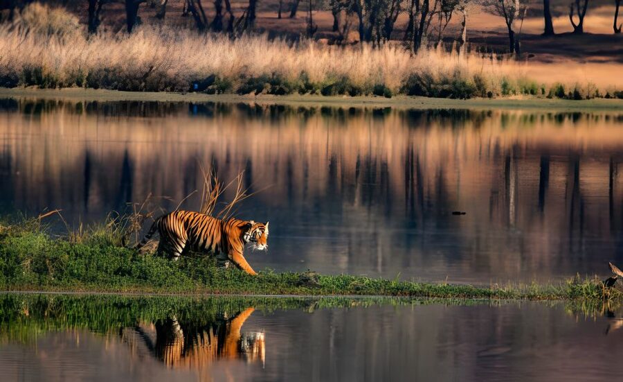 From Jaipur : 2 Days Ranthambore Tiger Safari Tour By Car - Hotel value: comfortable base with 3 to 5-star category