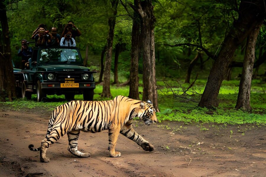 From Jaipur : 2 Days Ranthambore Tiger Safari Tour By Car - Guide and communication: helpful, but check expectations