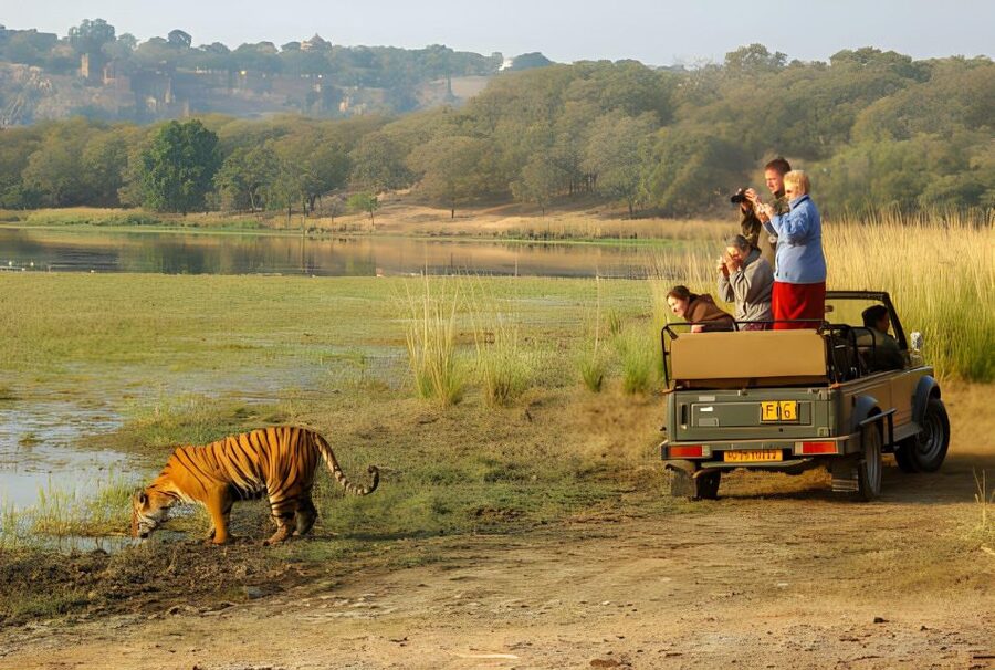 From Jaipur : 2 Days Ranthambore Tiger Safari Tour By Car - Tiger sightings: the honest truth you should plan around