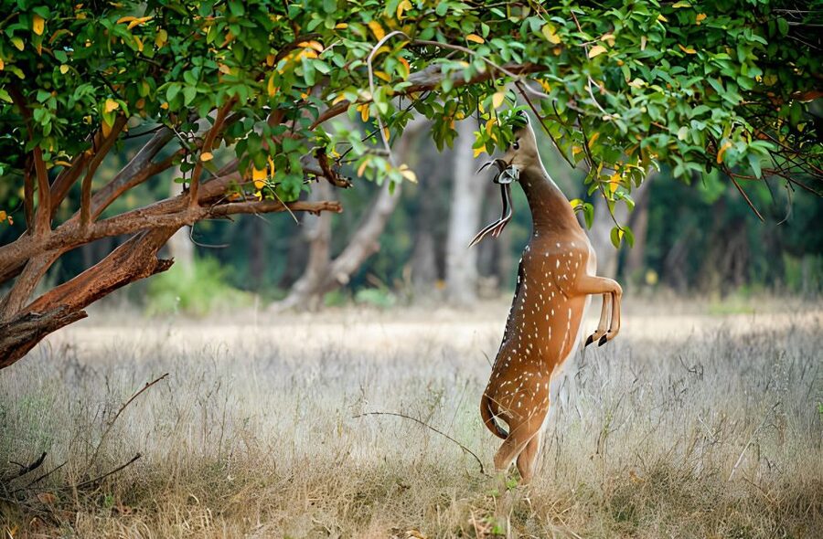 From Jaipur : 2 Days Ranthambore Tiger Safari Tour By Car - Price and value: what $222 per person is really buying