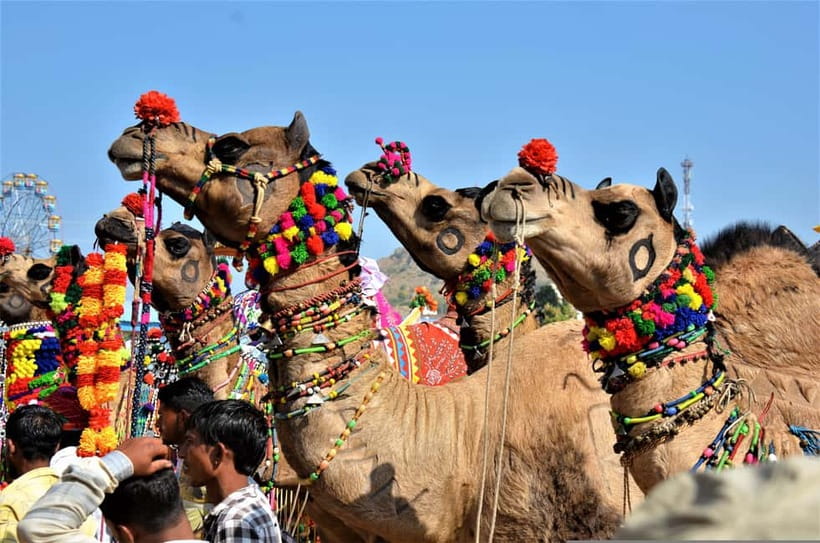 From Jaipur: One-Day Trip From Jaipur to Pushkar - More Temples Without the Wandering: Rangnath Venugopal Temple