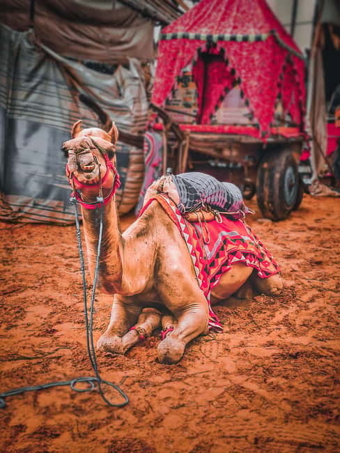 From Jaipur: One-Day Trip From Jaipur to Pushkar - Price and Value Around $47: What You’re Actually Paying For