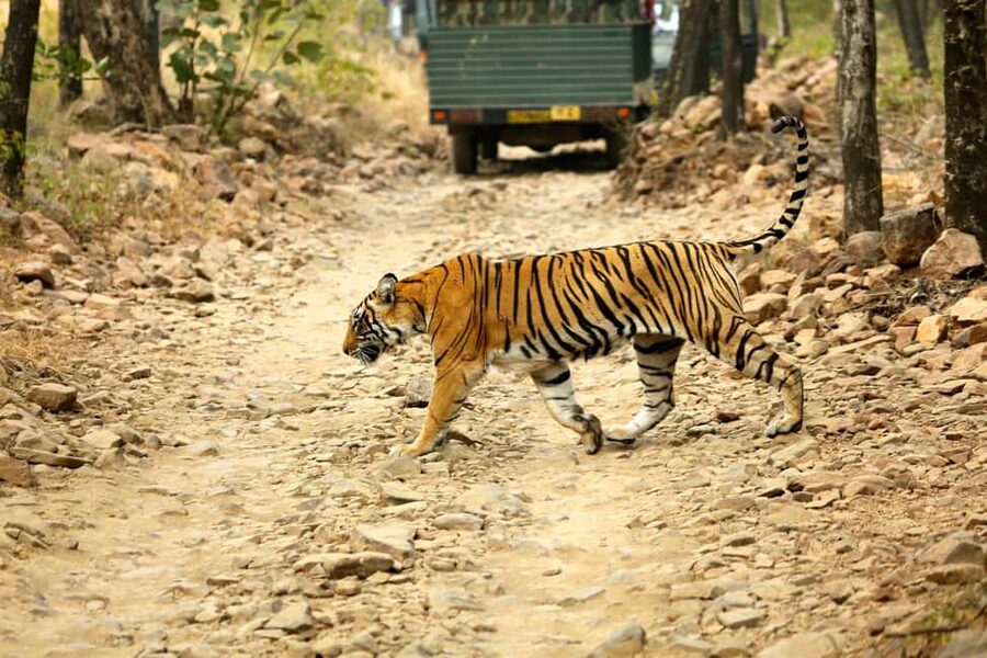From Jaipur: One Day Trip to Ranthambore Tiger Safari - Quick take: what you should know before you go
