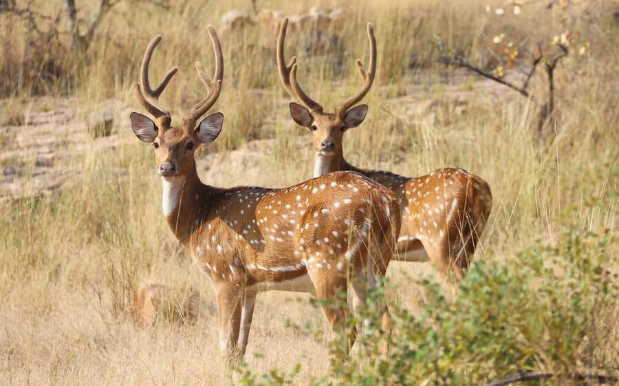 From Jaipur: One Day Trip to Ranthambore Tiger Safari - Who should book this Jaipur to Ranthambore safari day trip (and who should skip)