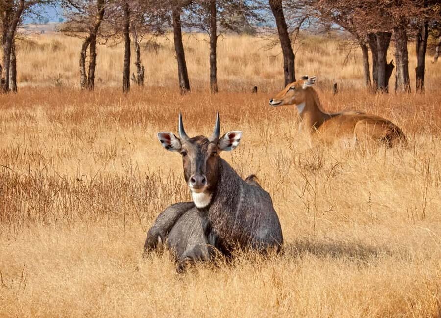 From Jaipur: One Day Trip to Ranthambore Tiger Safari - Jaipur to Ranthambore in a private AC vehicle: why this day trip works